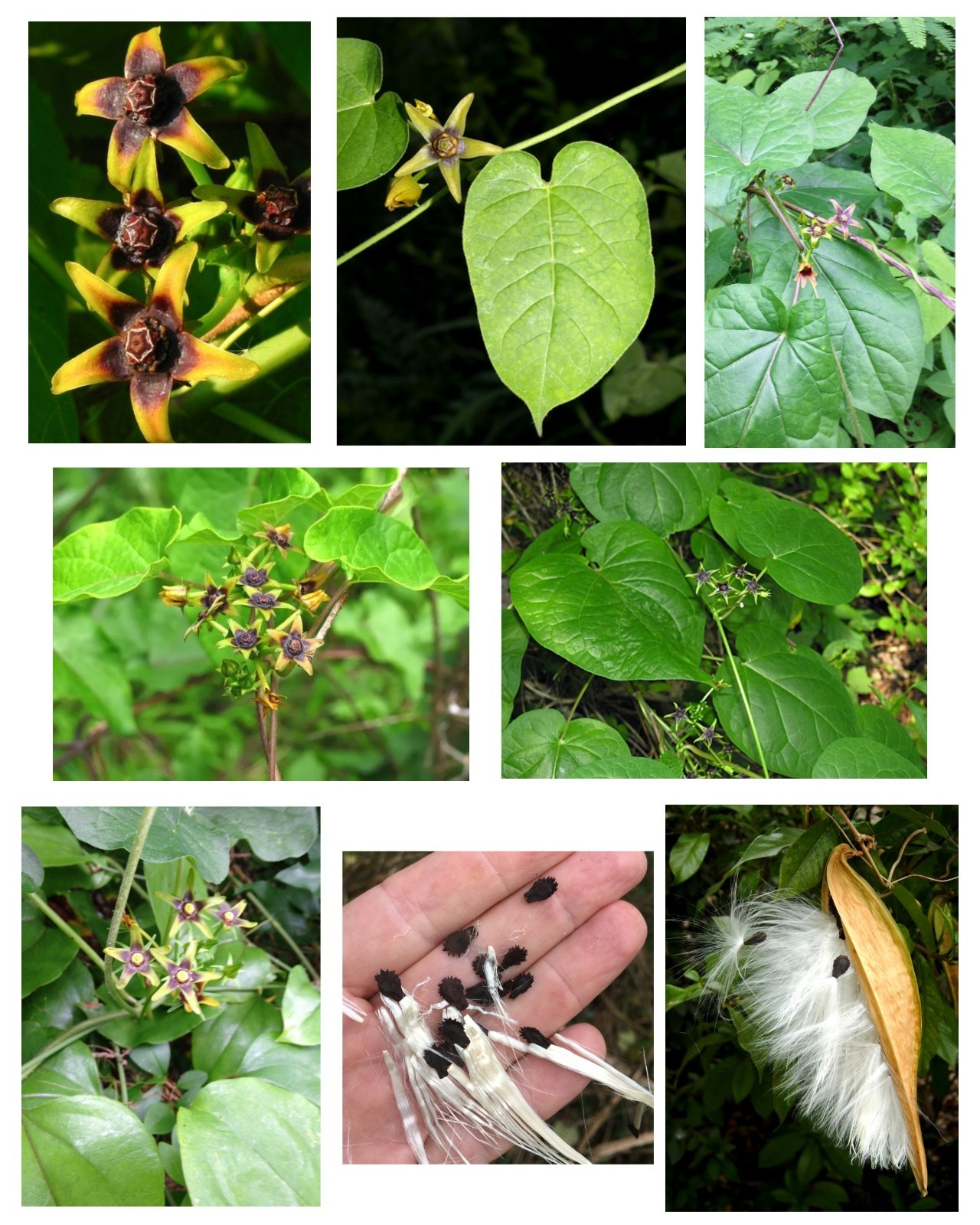 25 Climbing Milkweed/Anglepod Vine Seeds