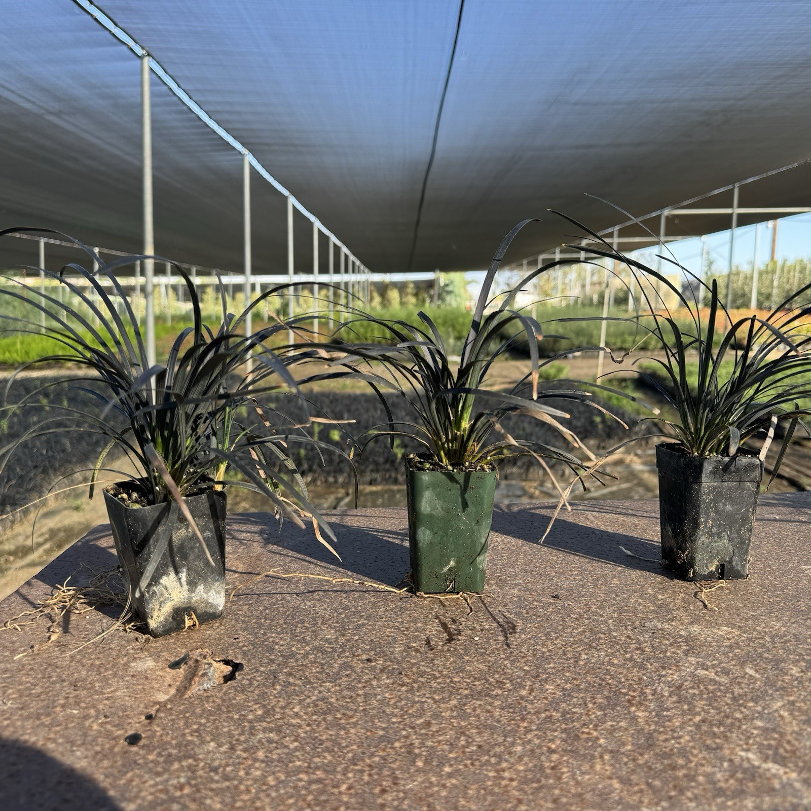 2 IN PACK, Black Mondo Grass, Ophiopogon planiscapus ‘Nigrescens’,TWO LivePlantS