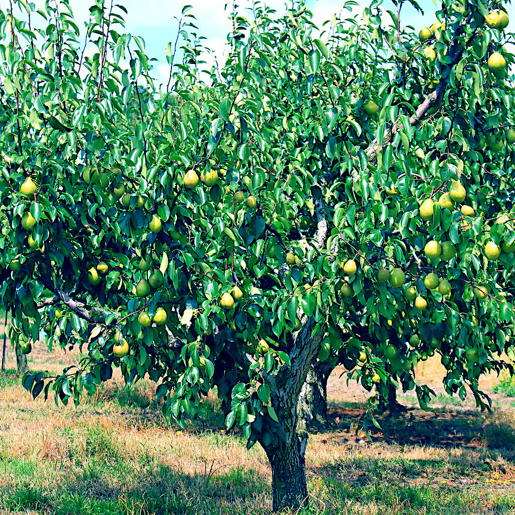 EUROPEAN PEAR TREE SEEDS (Pyrus Communis) Fast Hardy Fruit Flower Garden Plant
