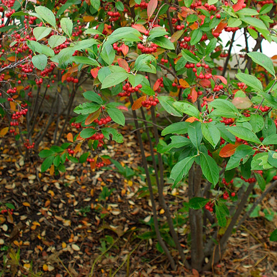 Red Chokeberry, Aronia arbutifolia Brilliantissima, Shrub Seeds