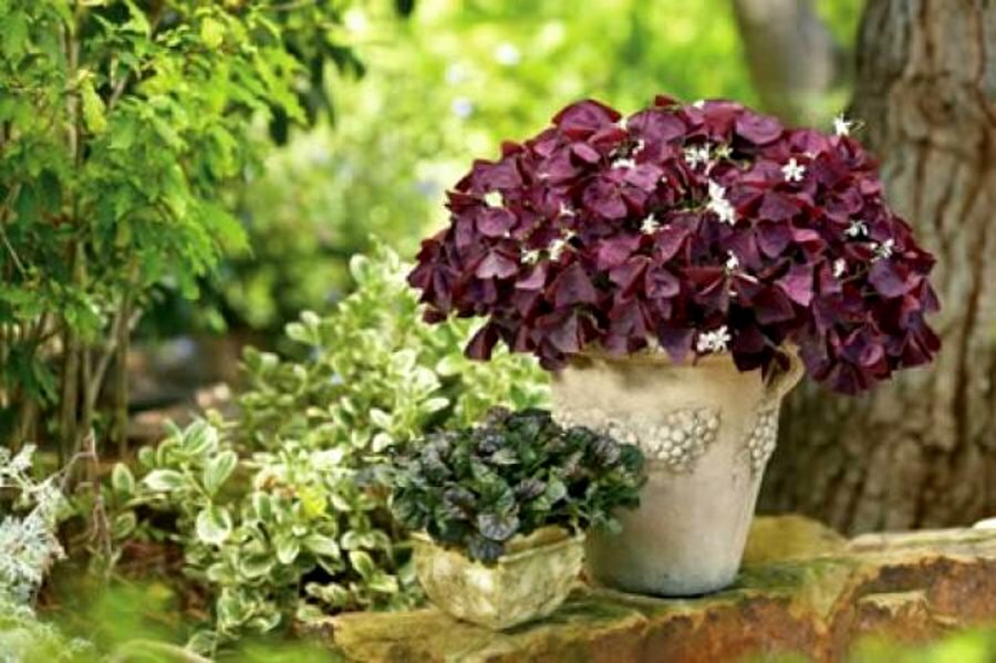 10 – Oxalis Tringularis, Purple Shamrock, Love Plant, Good Luck Plant – bulbs