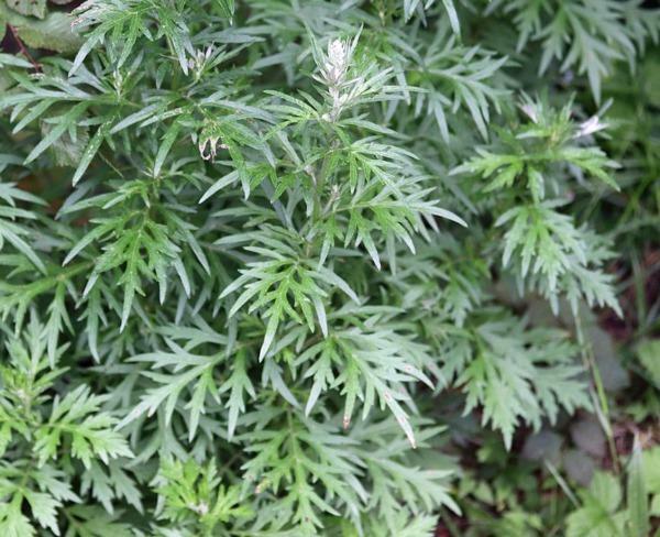 Artemisia vulgaris | Common Mugwort | Sailor’s Tobacco | Felon Herb | 20 Seeds