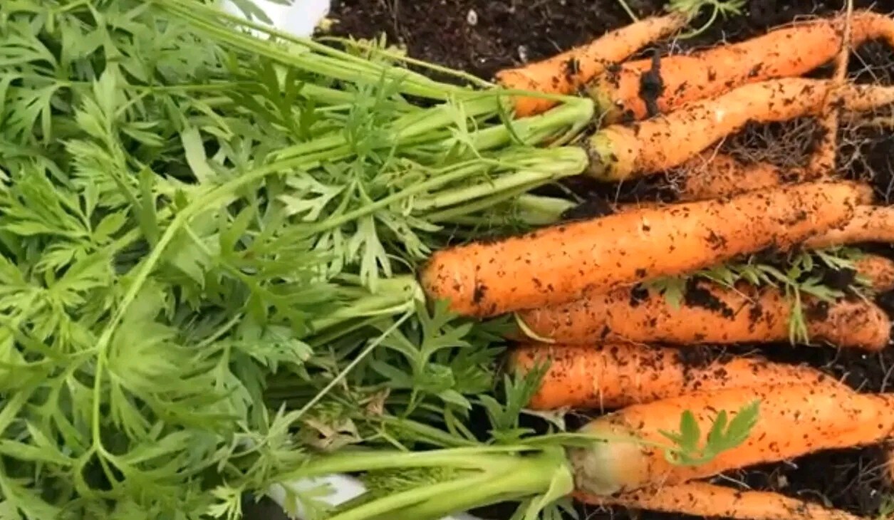700+ Little Fingers Carrot Seeds 3-5″ Long Compact Container Variety 1000mg