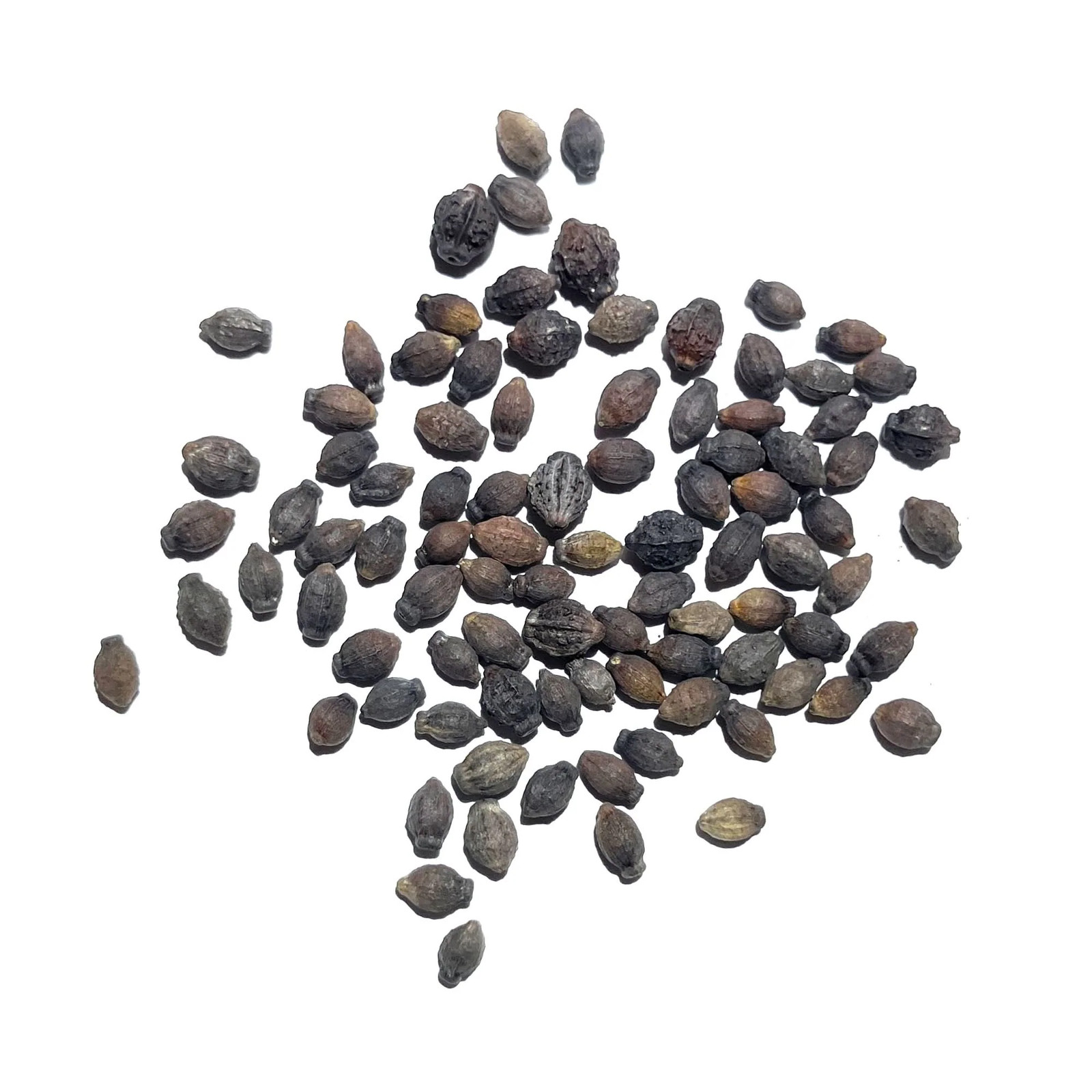 Yellow Four O’ Clock Seeds For Planting (Mirabilis jalapa)