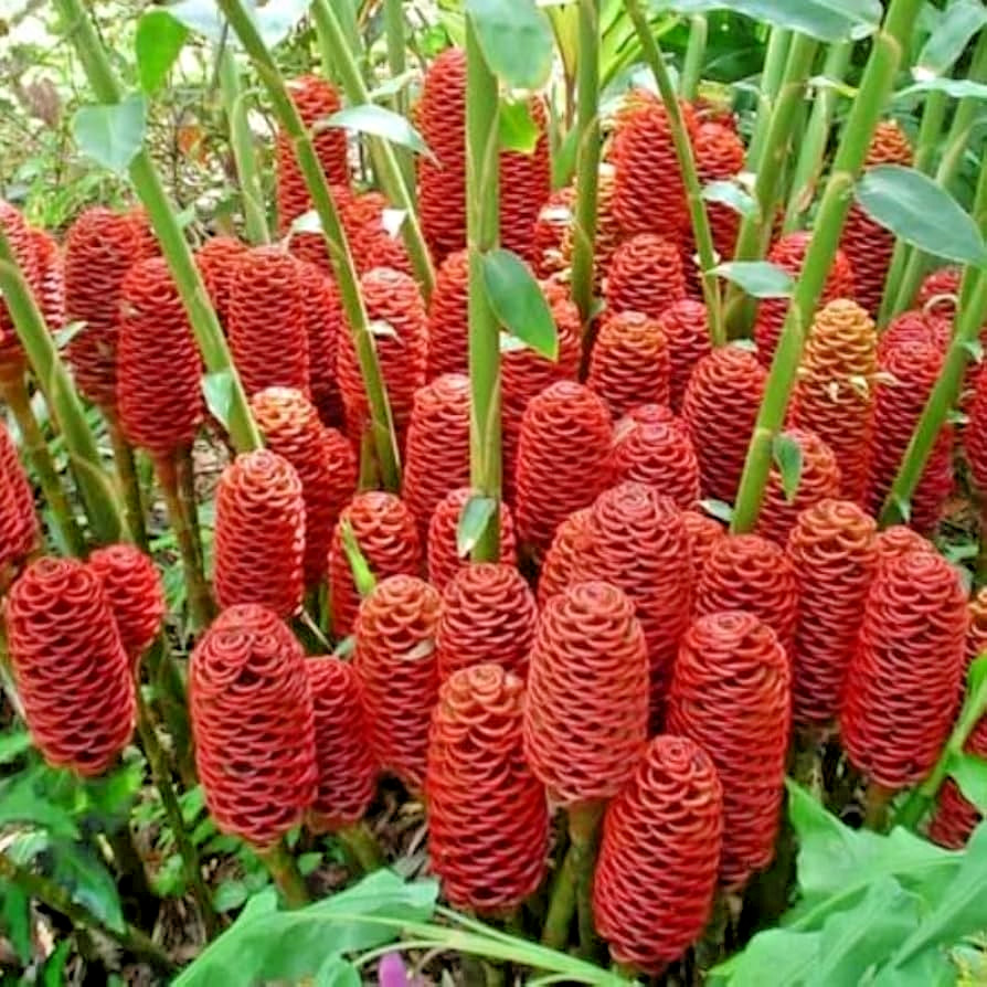 🌺 4 Shampoo Ginger Rhizomes – Zingiber Zerumbet | Pine Cone Ginger | Tropical