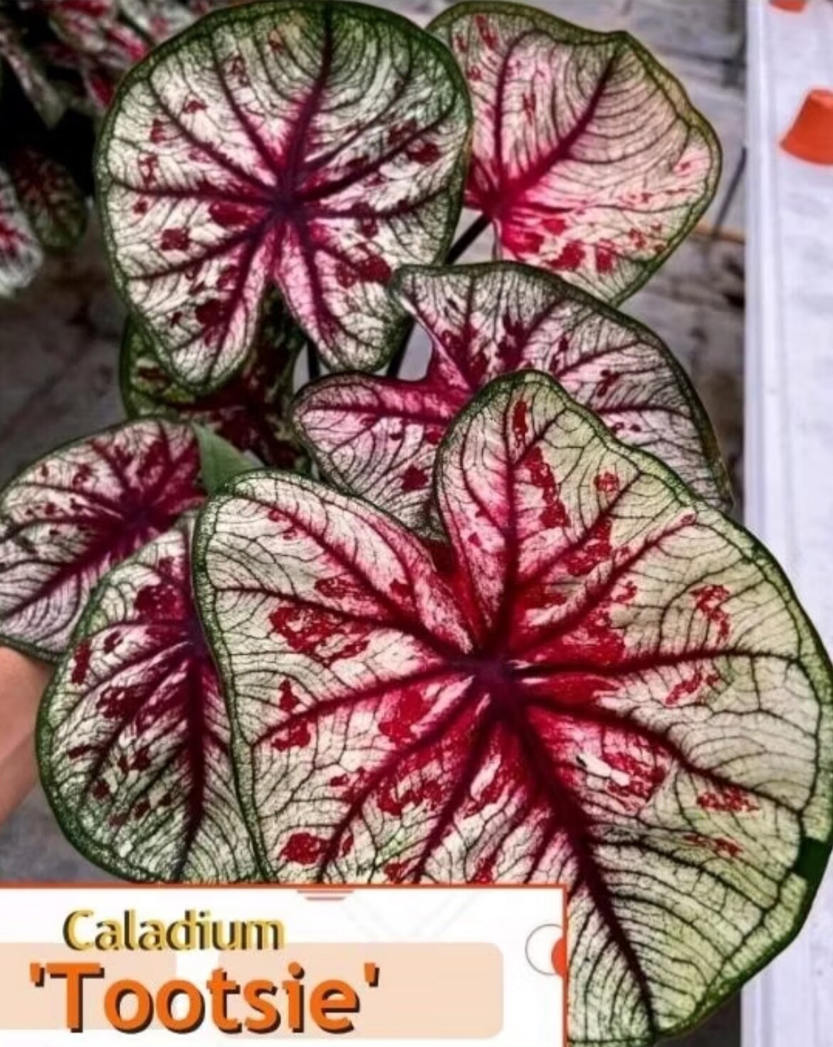 AUTHENTIC Caladium Tootsie 1 bulbs