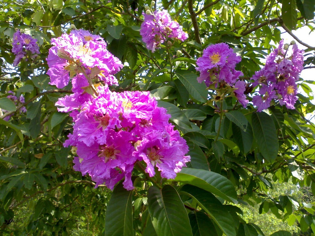 Lagerstroemia speciosa flos reginae Tree 20 Seeds Queens Crape Myrtle Herb