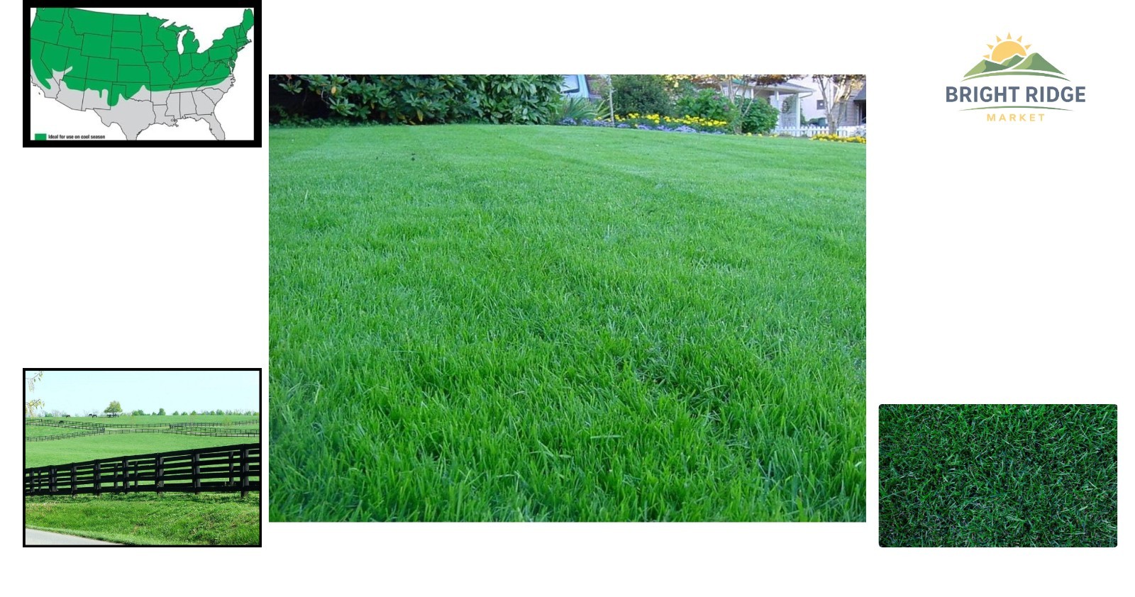 Dense Kentucky Bluegrass Seed, Ideal for High Traffic Lawns and Bare Feet