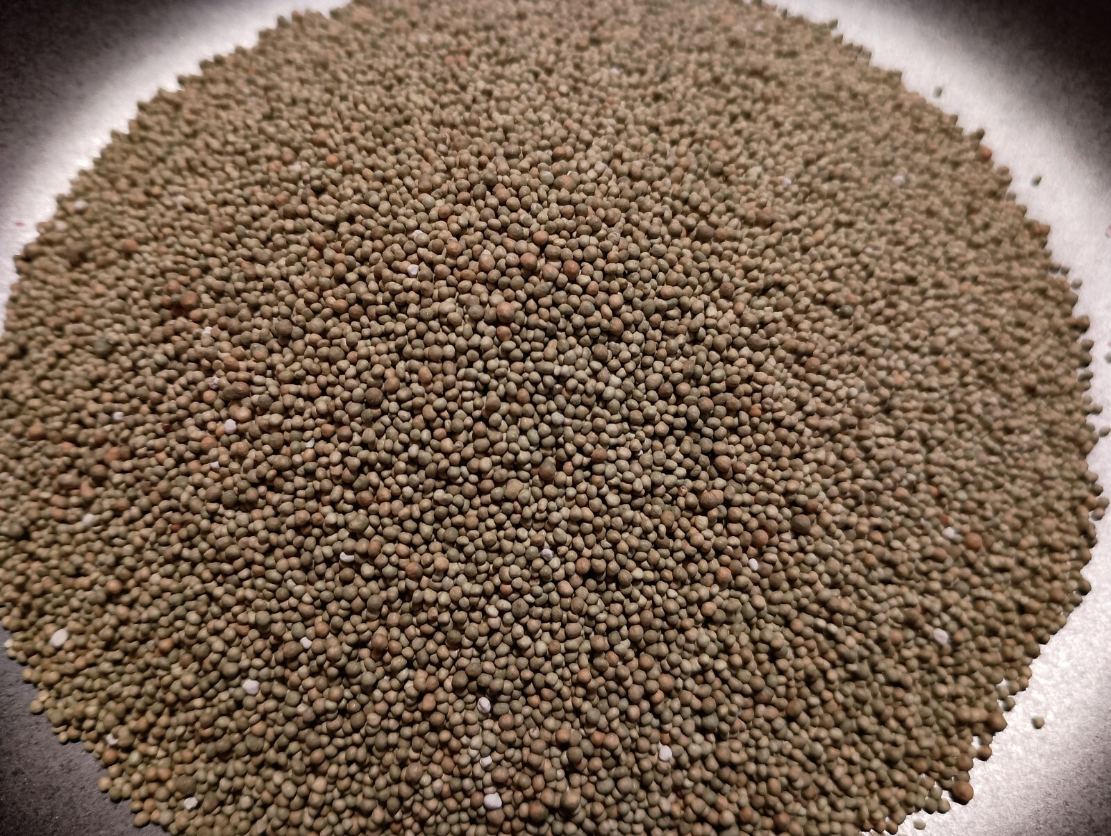 Dutch White Clover Cover Crop Seeds – NON-GMO – Heirloom Lawn Alternative
