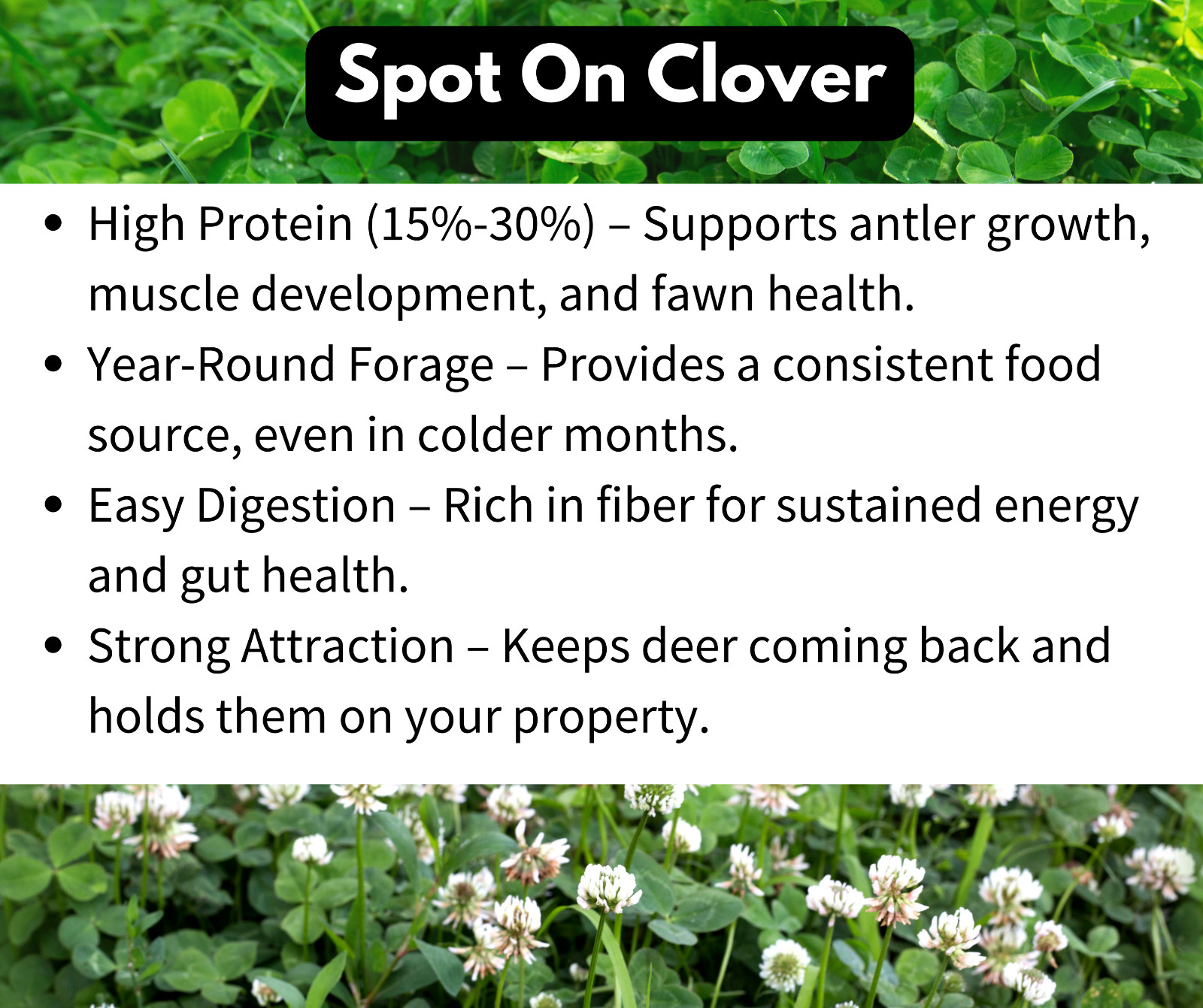 Perennial White Clover Food Plot Seed Mix for Deer/turkey – Plant Spring/Fall