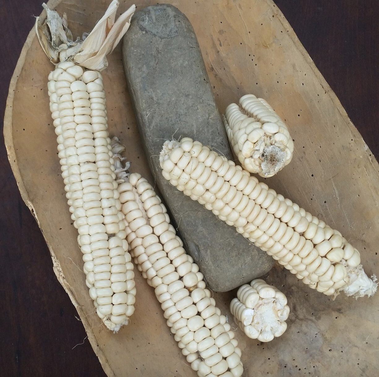 Corn Seeds 50 Rare Onieda White Flour Corn Seed Native American Heirloom Organic