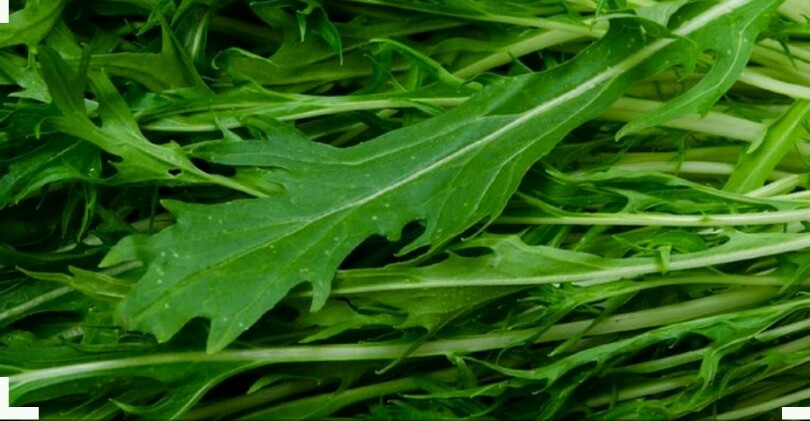 Mizuna Asian Mustard-1500 Seeds-Non GMO-Open Pollinted.
