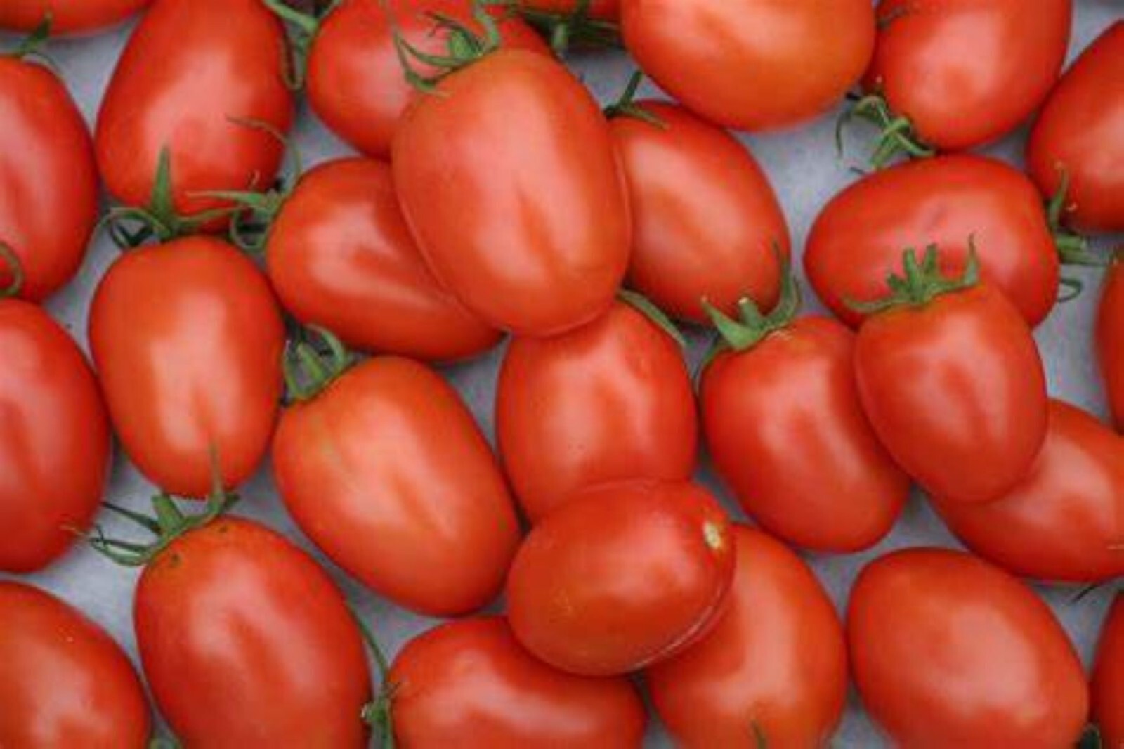 Roma Tomato Seeds Compact Tomatoes Vegetable Seeds Container Variety