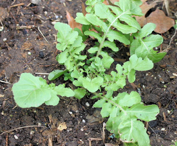 601+ARUGULA ROQUETTE Seeds Organic Spring Fall Garden Patio Containers Fast Easy