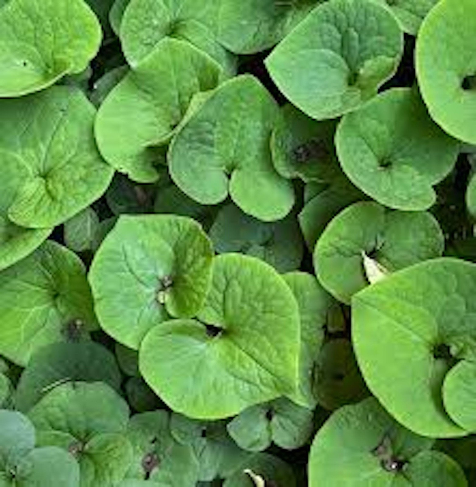 10 Wild Ginger Roots Asarum Canadense Bareroot Native Wildflower