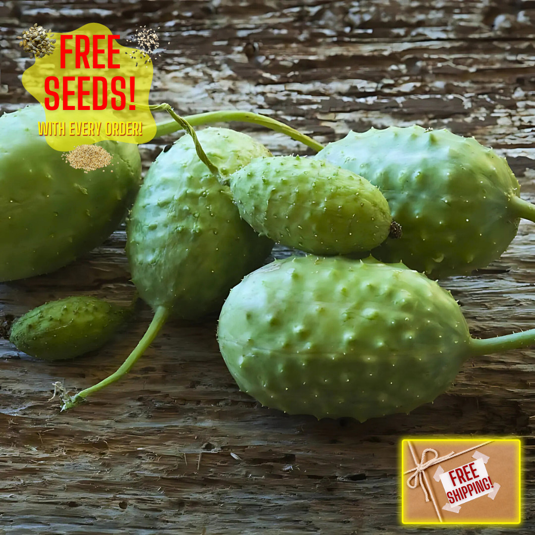 Fresh Premium West Indian Gherkin Seeds | Heirloom Non-GMO | Vegetables