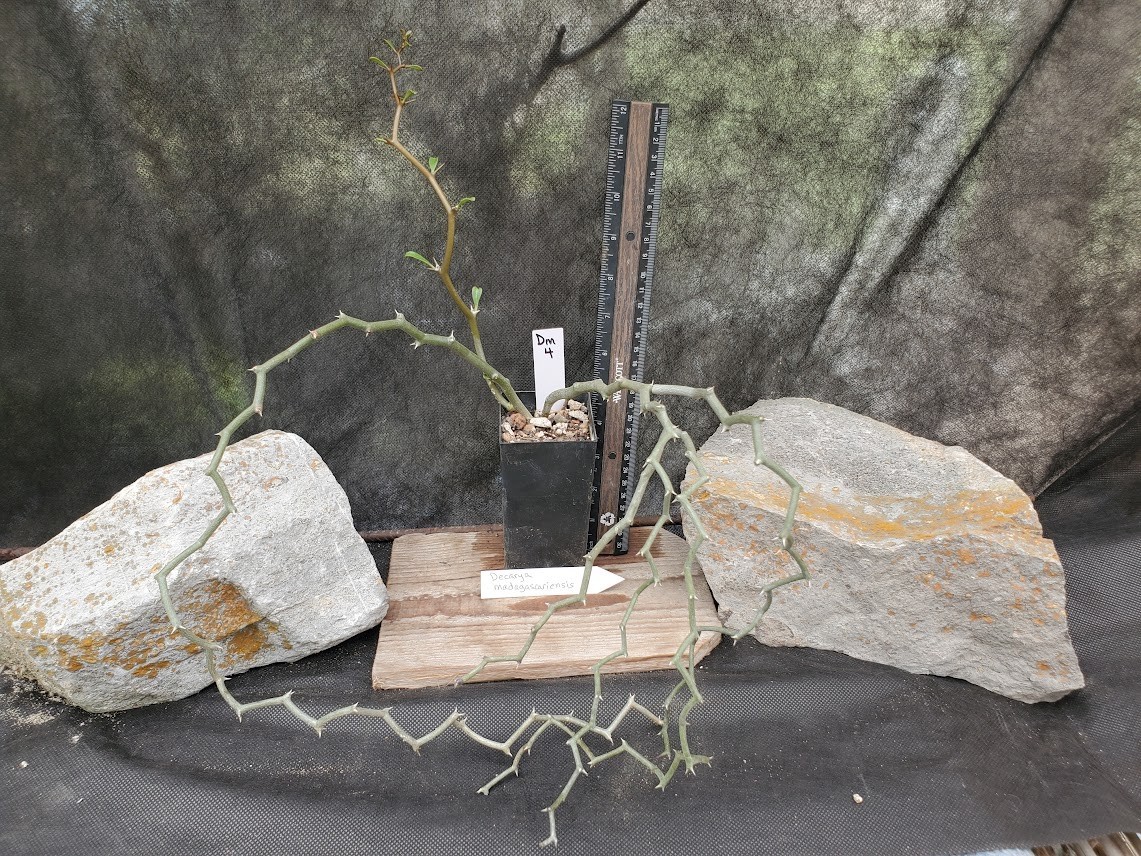 Decarya madagascariensis – Zig Zag Plant – Madagascar – Rooted Lot Dm4
