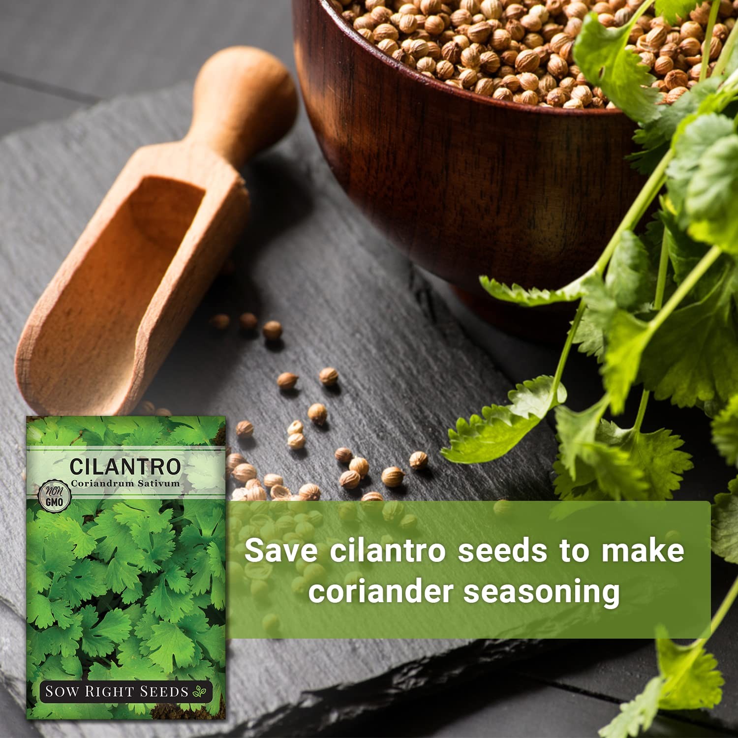 – Cilantro Seeds for Planting – Non-GMO Heirloom Packet with Instructions to …