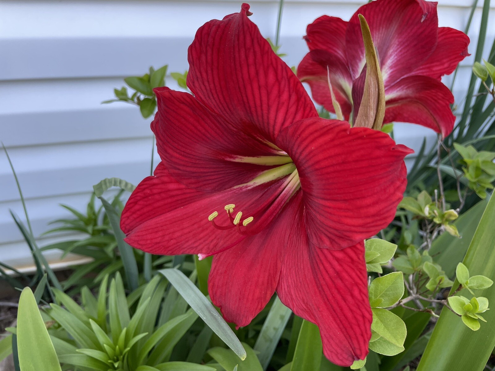 30+ SEEDS BEAUTIFUL !!!! Red Giant Amaryllis Hippeastrum