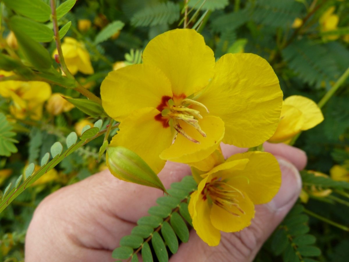 Partridge Pea Flower Seeds. 100 Seeds. Free Shipping!