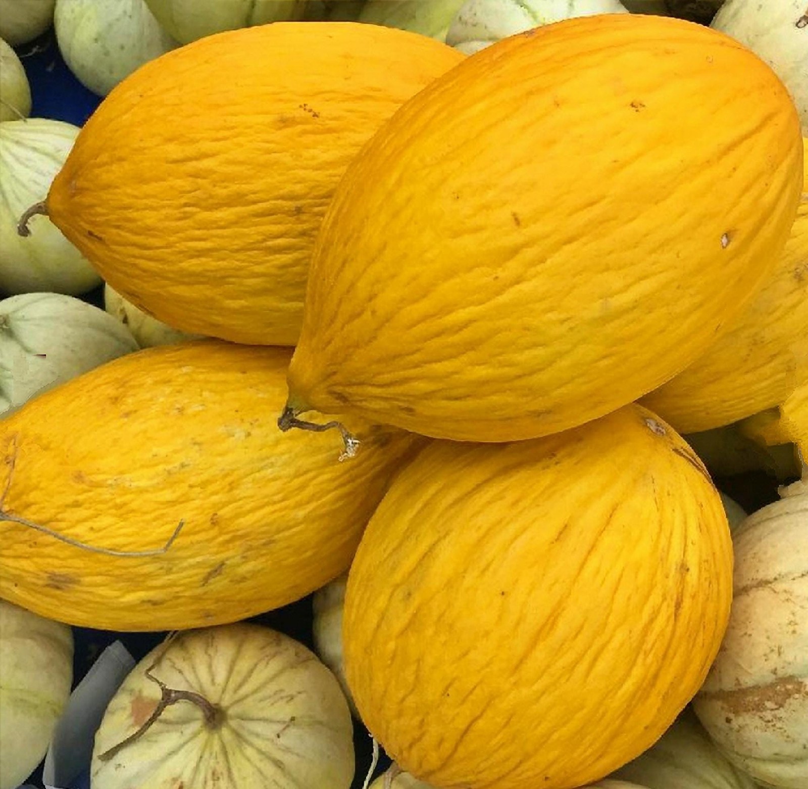 Crenshaw Melon Seeds Box Garden Seeds LLC Heirloom Fast Growing USA