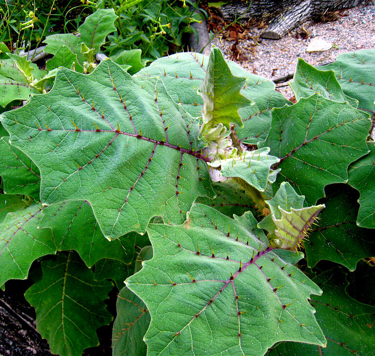 Naranjilla Orange Tree Seeds Solanum quitoense “Lulo Quito” Garden Fruit Plant