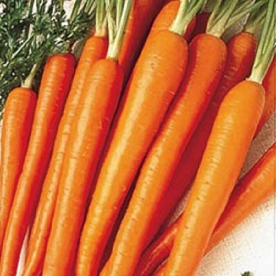 SCARBOROUGH SEEDS TENDERSWEET CARROT 500 SEEDS NON-GMO HEIRLOOM