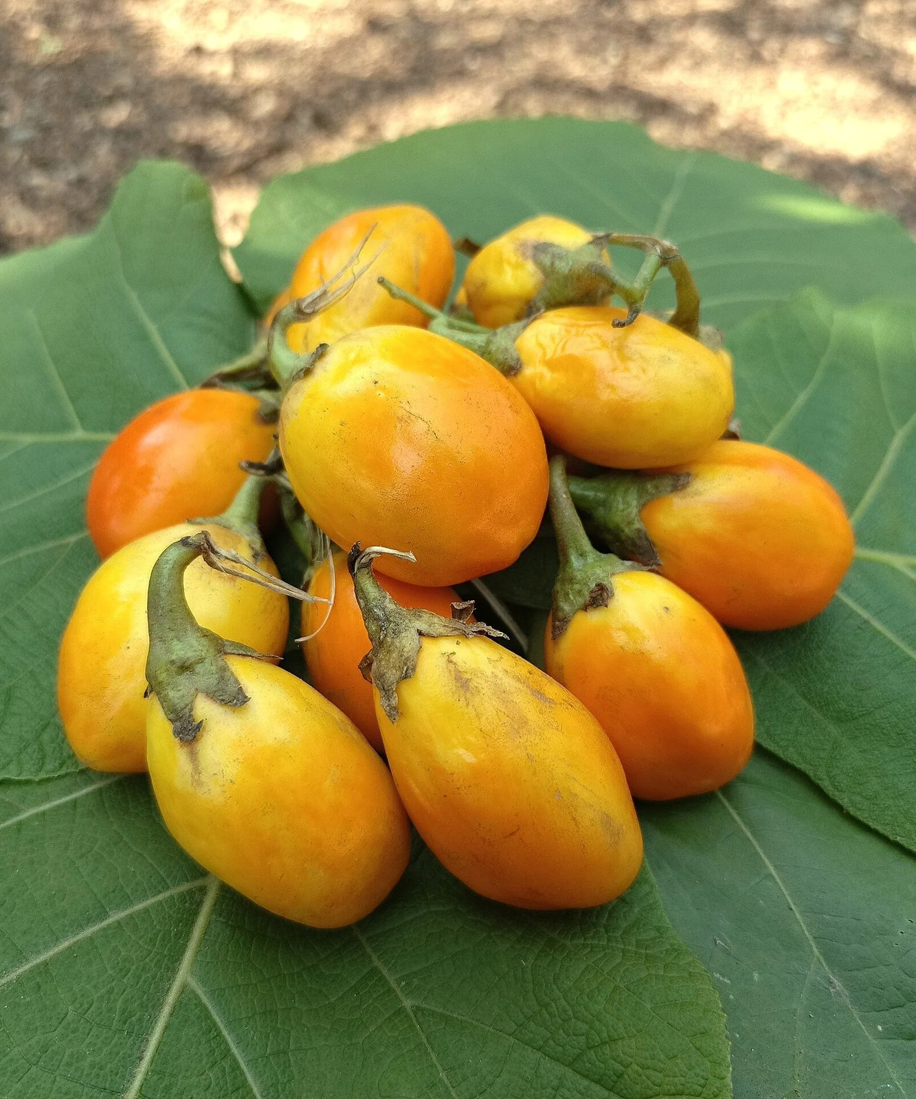 Golden Eggs Eggplant Seeds – For 2026 Planting Yellow Ornamental Small Baby