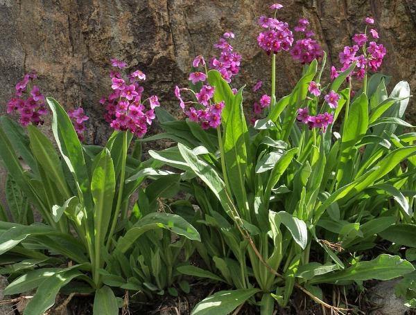 Primula parryi | Parry’s Primrose | 20 Seeds