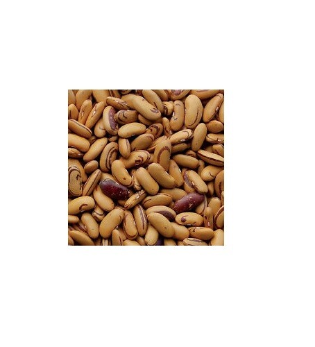 10 Seeds TIGER’S EYE Beans Bush Shell or Dry Beautiful Golden color Heirloom