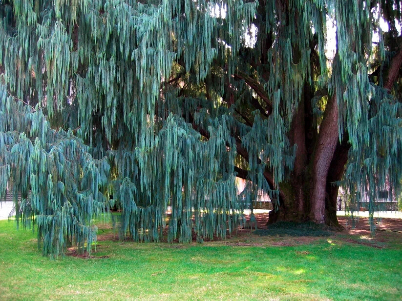 Kashmir Bhutan Weeping Cypress Tree Seeds (Cupressus Cashmeriana) Blue Evergreen