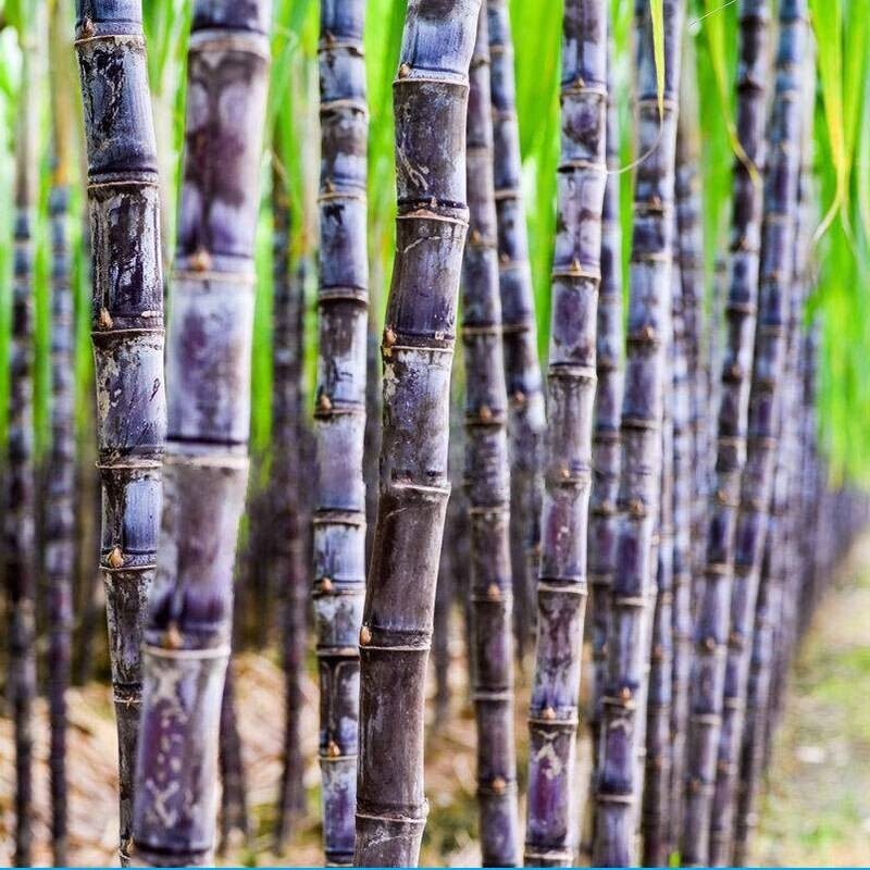 450 Seeds SUGAR CANE SEEDS * 6-18 FEET TALL * Rum Syrup Rock Candy