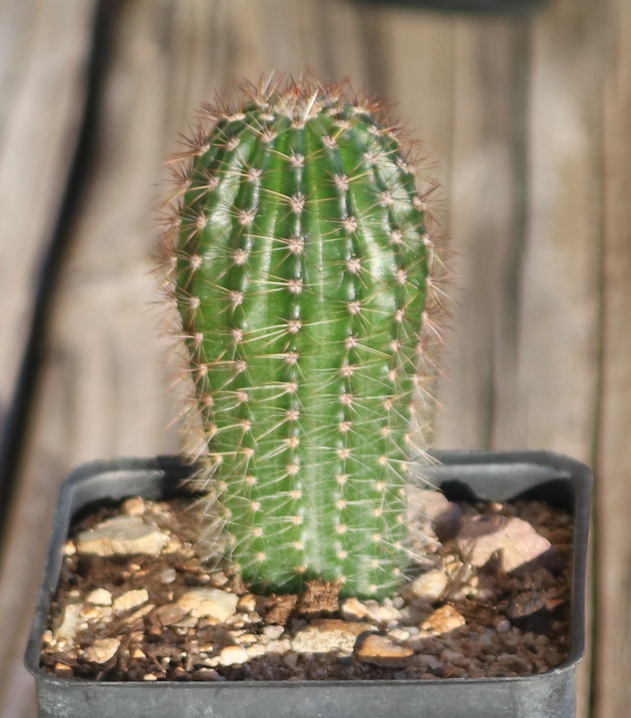 Hildewintera ‘Humke’s Ro Ro’