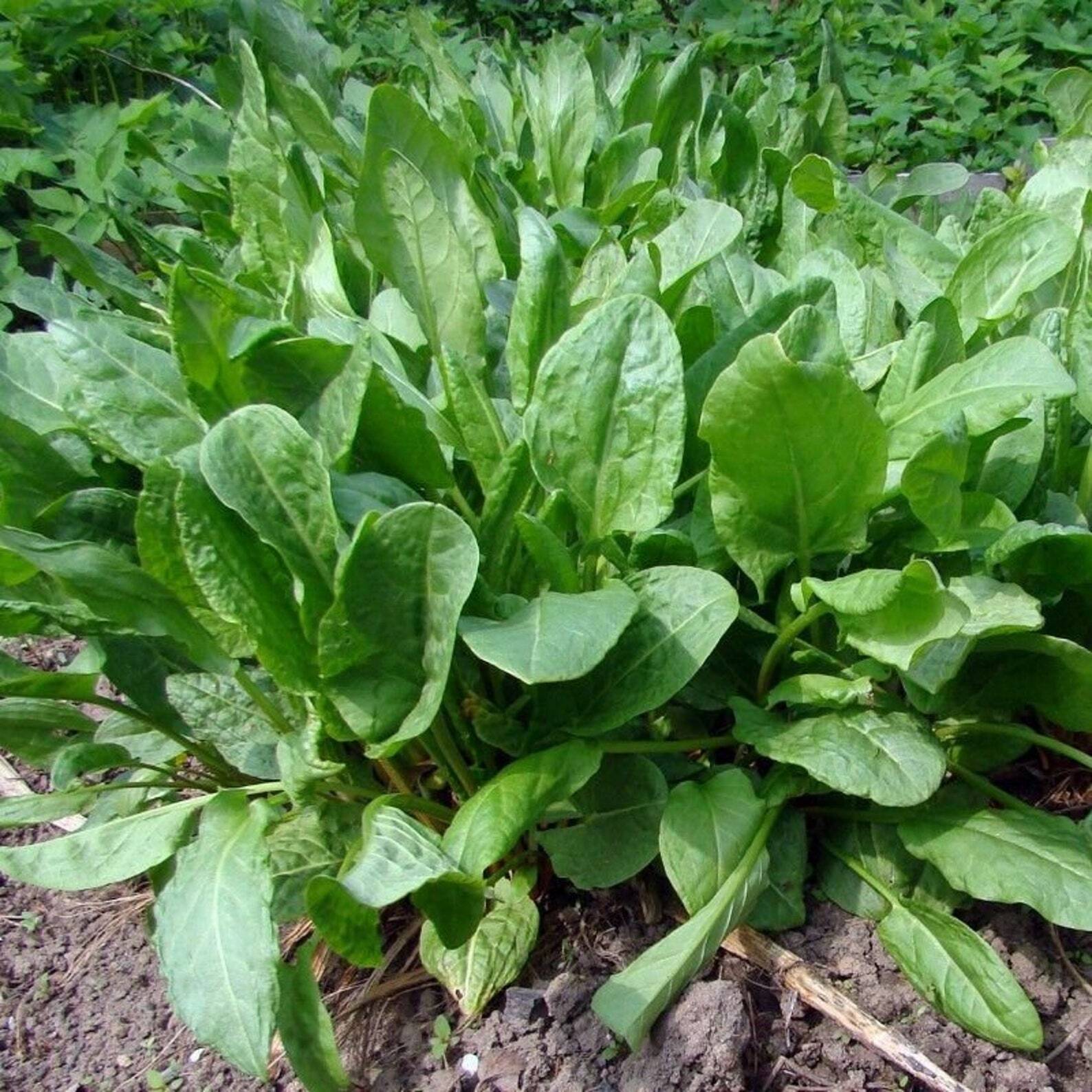 Sorrel Seeds 300+ Broadleaf Herb Garden Heirloom Perennial NON-GMO FREE SHIPPING