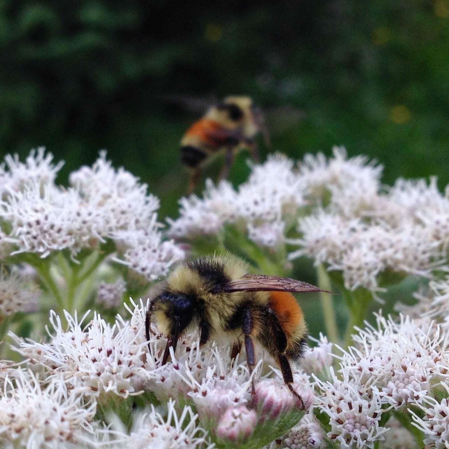 Boneset Seeds (Eupatorium perfoliatum)~Traditional Herb Native Pollinator Garden