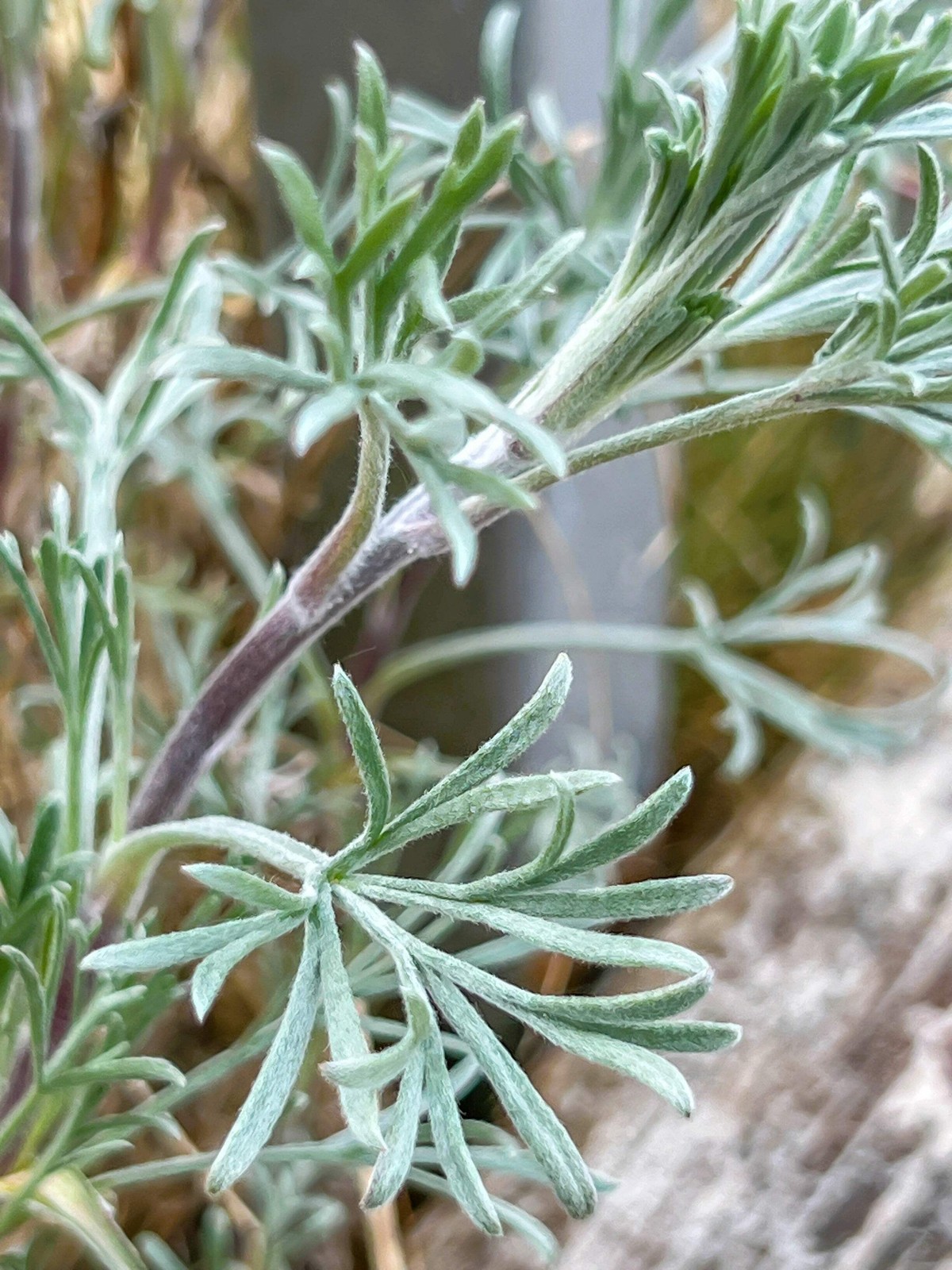500 BEACH WORMWOOD Artemisia Caudata Silvermound Red Sagewort Herb Flower Seeds