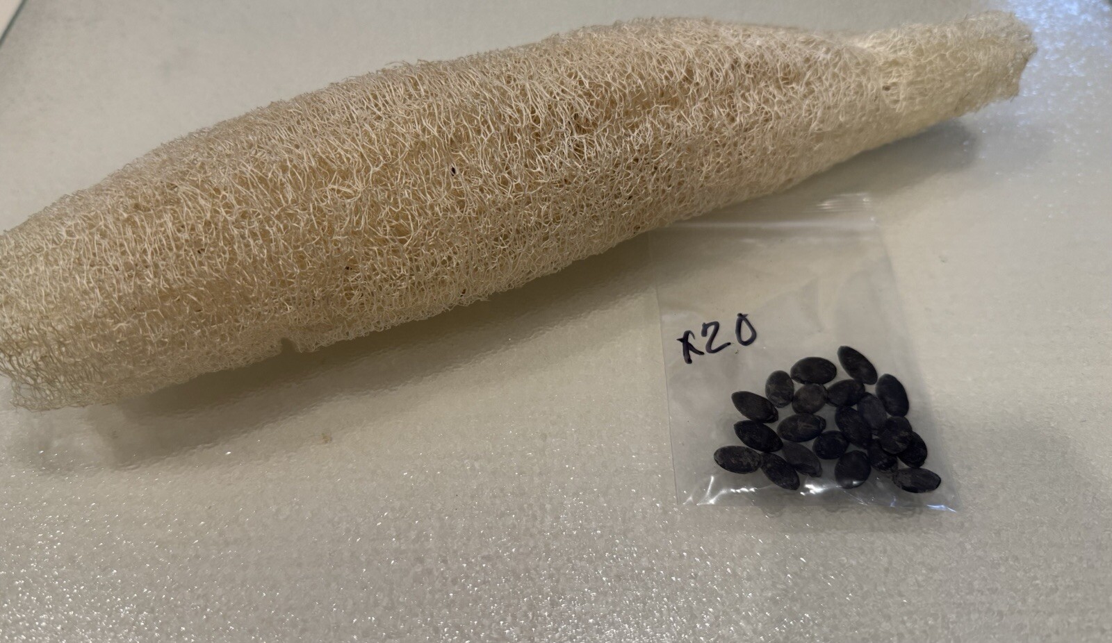 Luffa Sponge Gourd Seeds, Vegetable Sponge, Dishcloth Gourd, NON-GMO, FREE SHIP