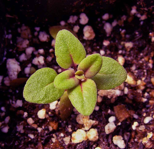 1000 Wild Thyme Flower Seeds pulegioides Spreading Ground Cover