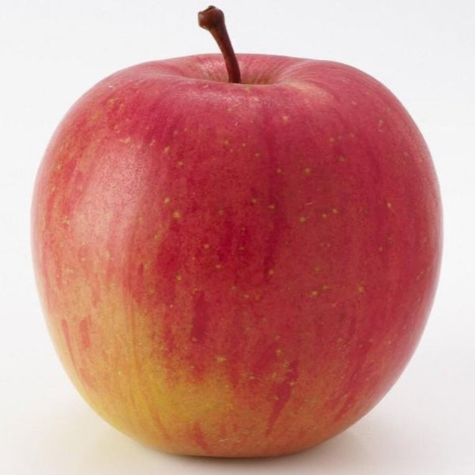 Red Fuji apple tree grafted 5x5x12 inches pot size 1 year old