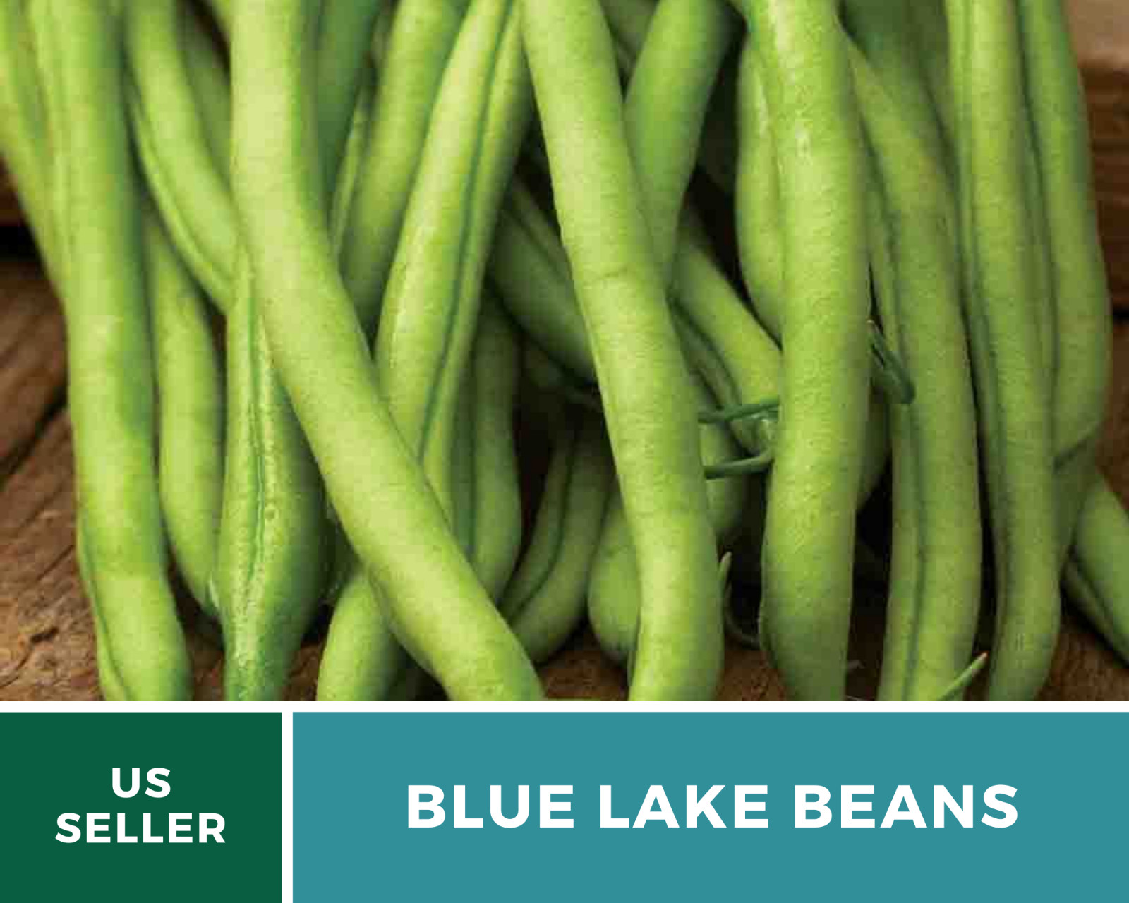 Bean, Blue Lake – 50 Seeds, Pole, Heirloom Vegetable (Phaseolus vulgaris)