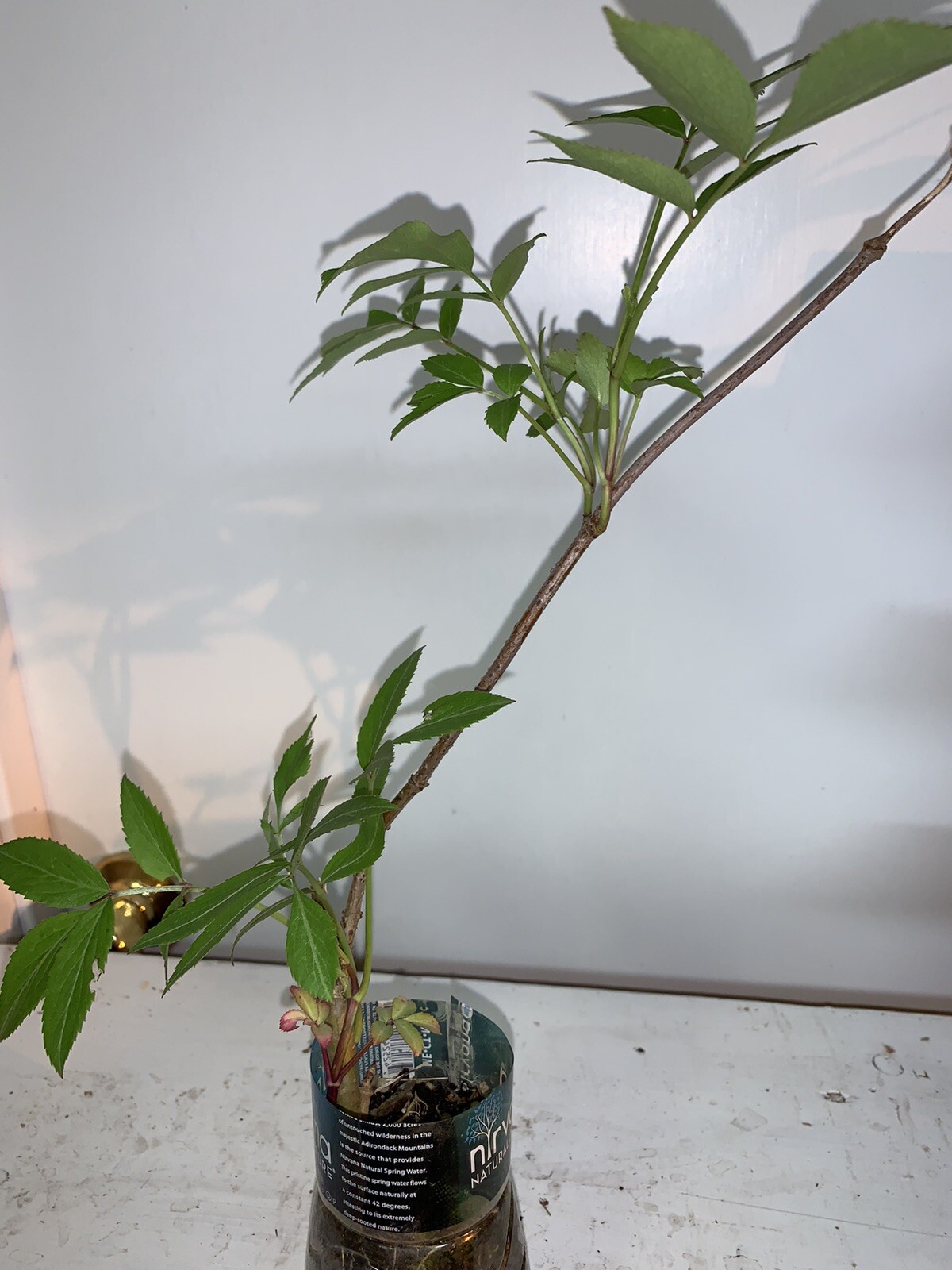 One live rooted plant of Elderberry “Sampo”, sent in box
