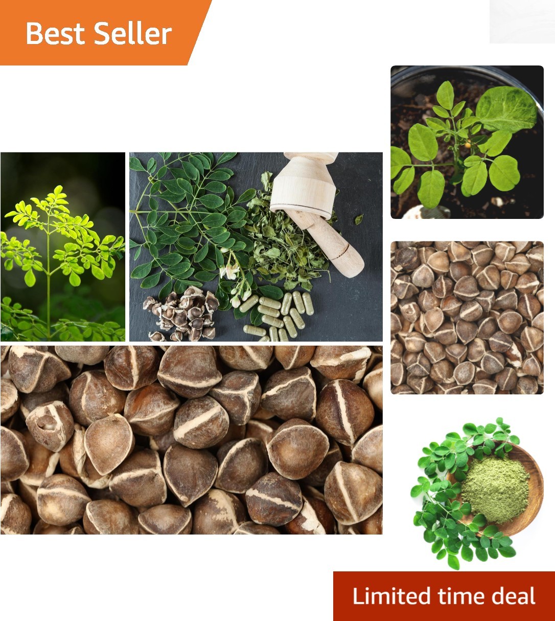 Grow Moringa Oleifera Seeds – Low Maintenance, 30 Seeds for Lush Gardening