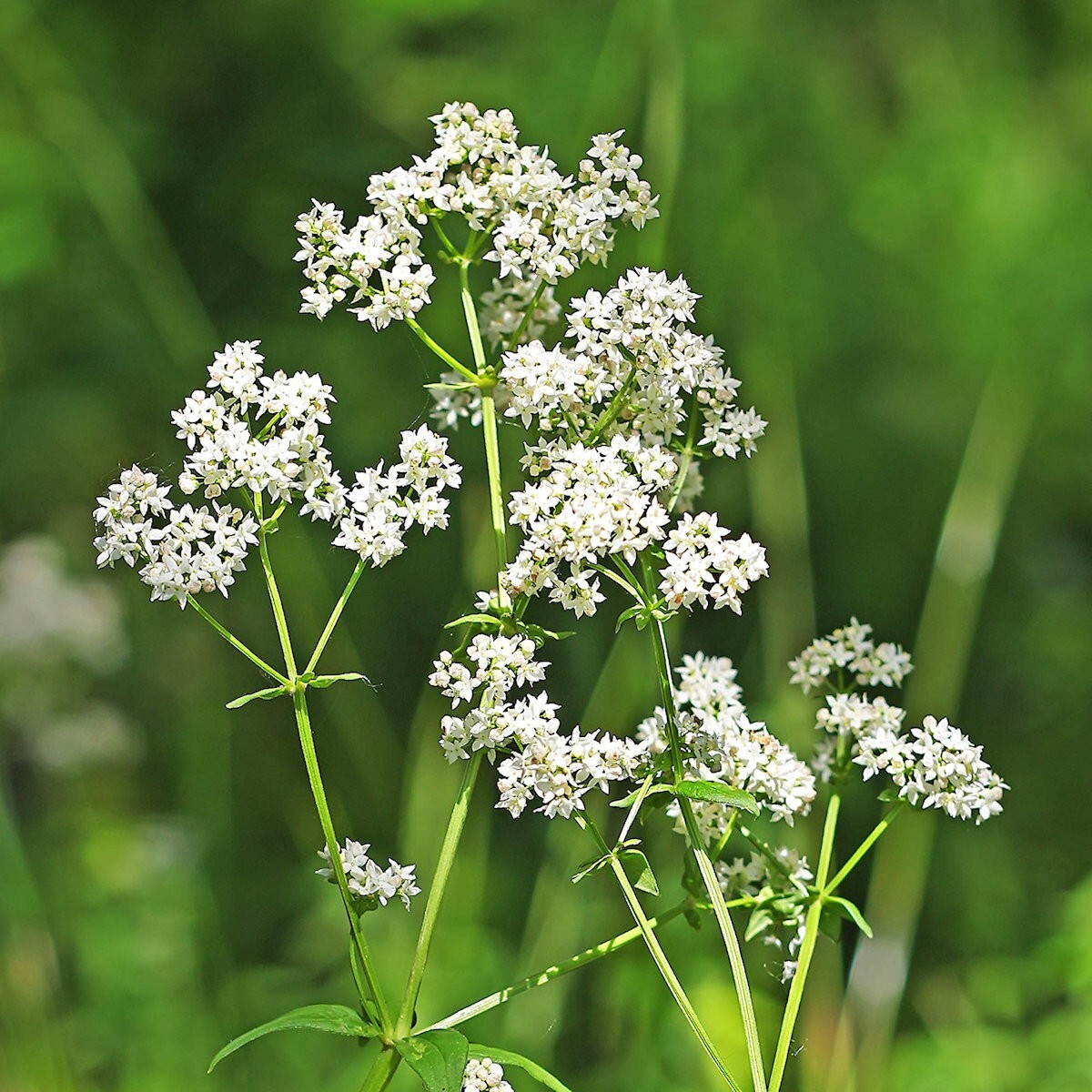 250 Northern Bedstraw Wildflower Seeds – Everwilde Farms Mylar Seed Packet