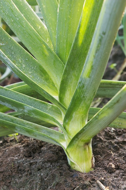 King Sieg Leek Seeds