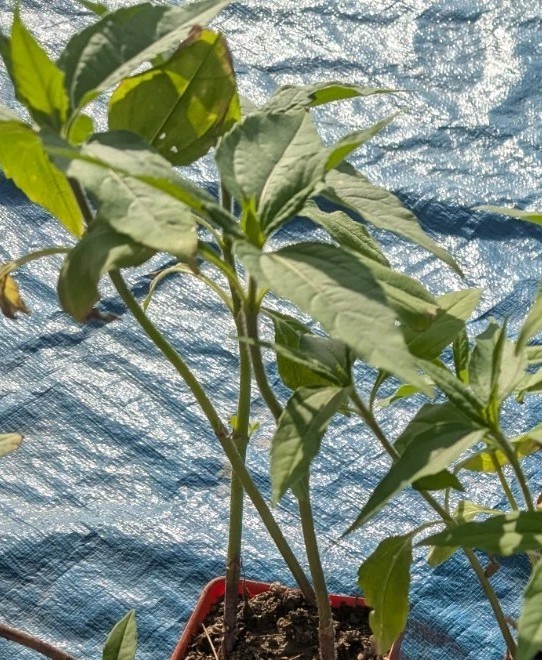 2 + 1 free large & Medium red organic Jerusalem Artichoke roots FOR PLANTING