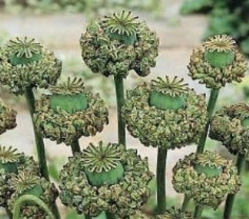 75 SEEDS – HEN and & CHICKENS chicks poppy POPPIES GroCo* USA- BUY 15=SHIPS FREE