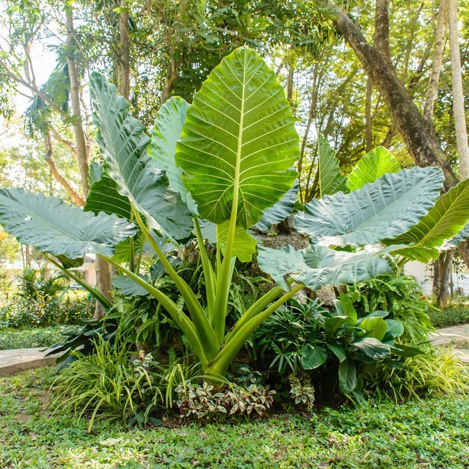 LARGE Bulb (1) Giant Elephant Ear Colocasia – FREE SHIPPING