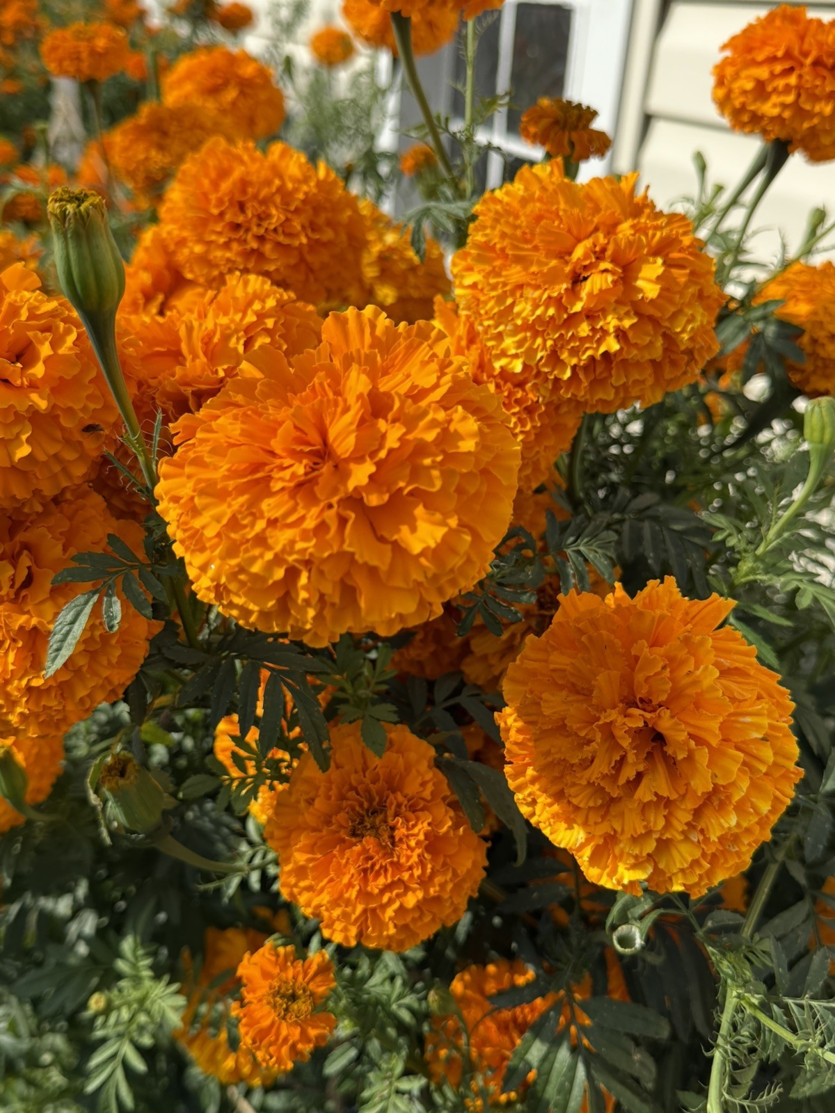 Cempasúchil Mexicano 🇲🇽 -300 Semillas (Mexican Marigold – 300 Seeds)