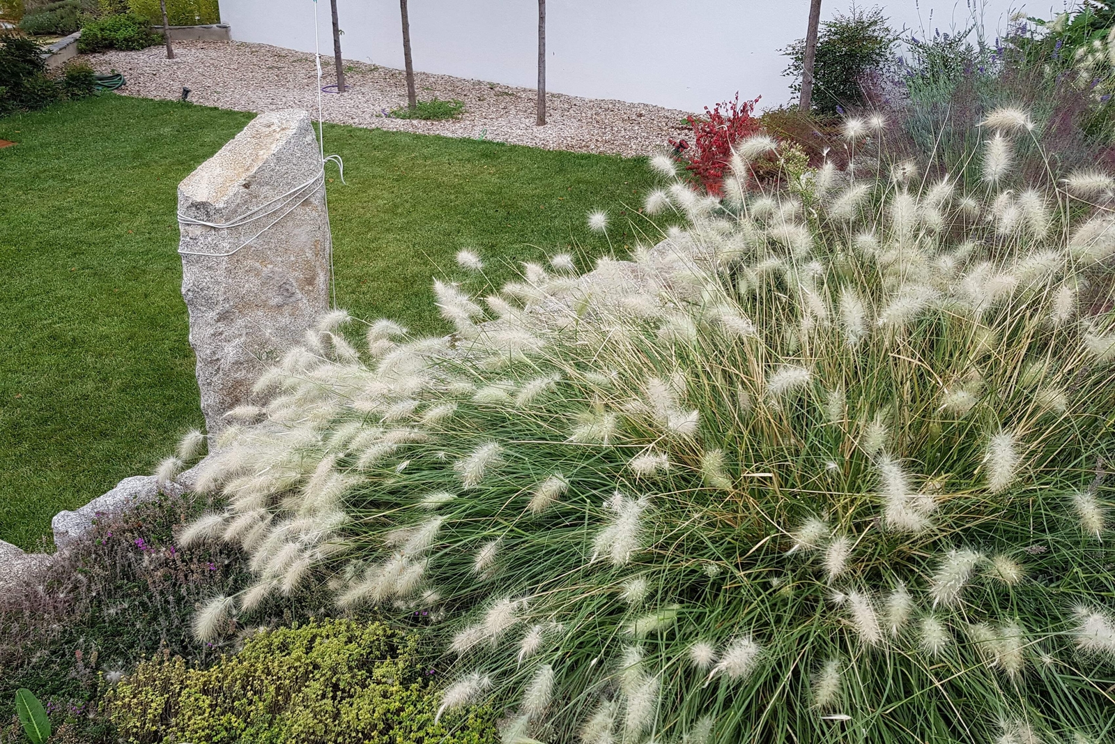 30 WHITE FOUNTAIN GRASS Pennisetum Villosum Ornamental Flower Seeds *Flat Ship