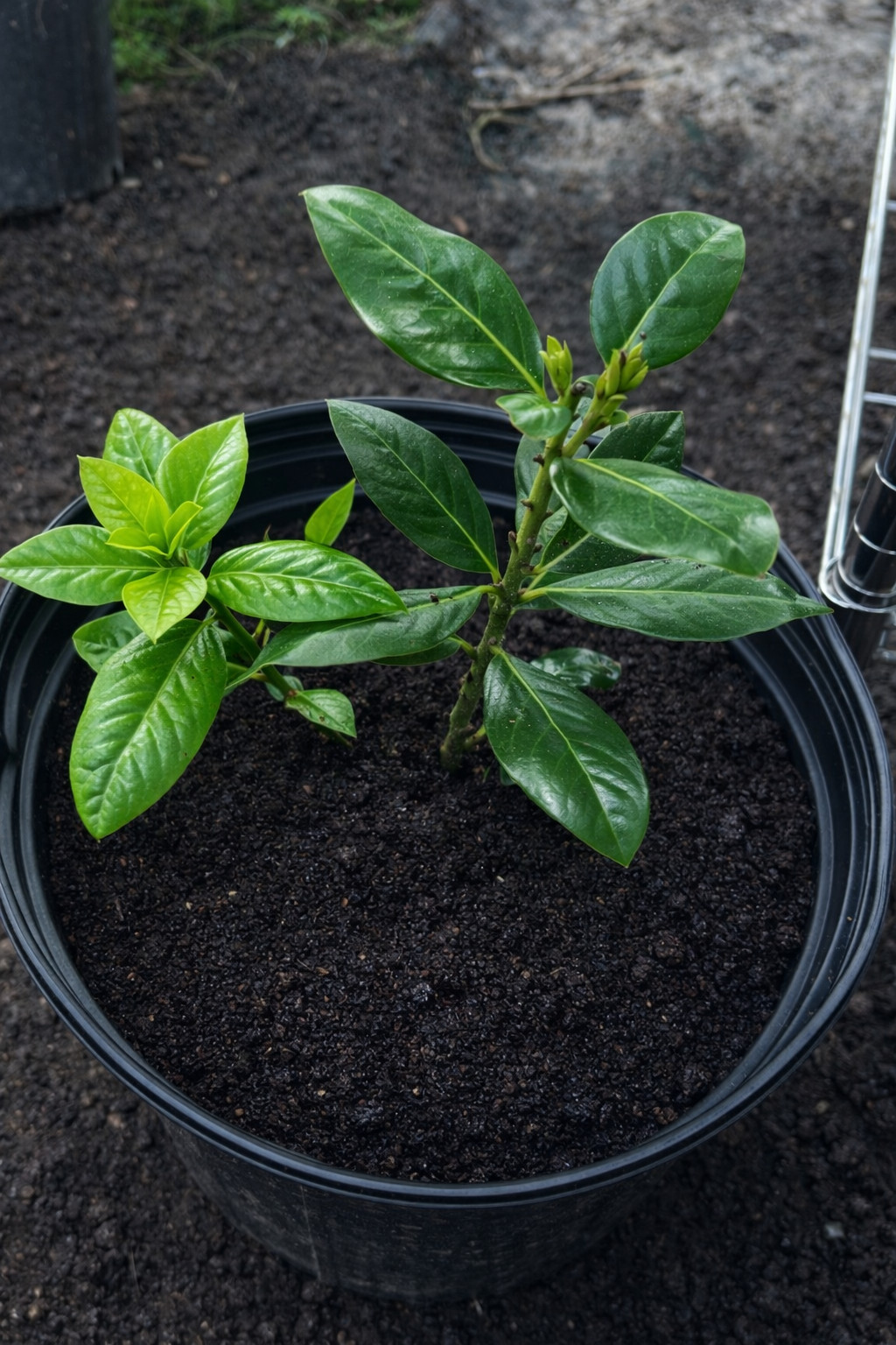 5 Seeds Bay Leaf Plant Sweet Bay, Bay Laurel, True Laurell, Laurus Nobilis by Fo